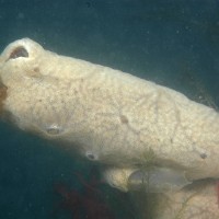 Colonial Sea Squirt sp